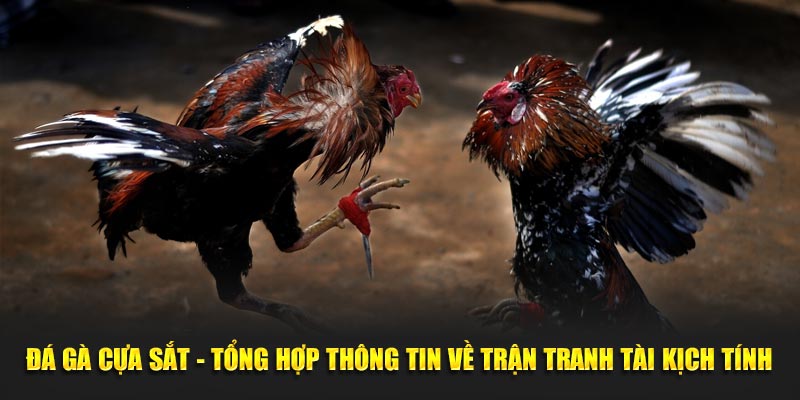 Đá Gà Cựa Sắt - Tổng Hợp Thông Tin Về Trận Tranh Tài Kịch Tính