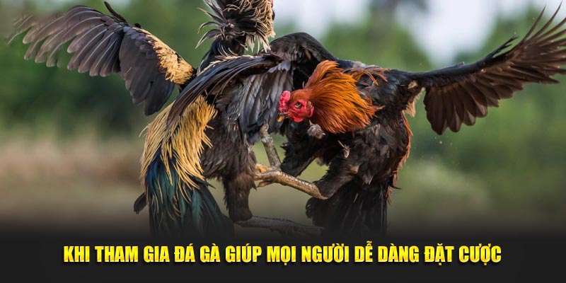 Khi tham gia đá gà cựa sắt giúp mọi người dễ dàng đặt cược