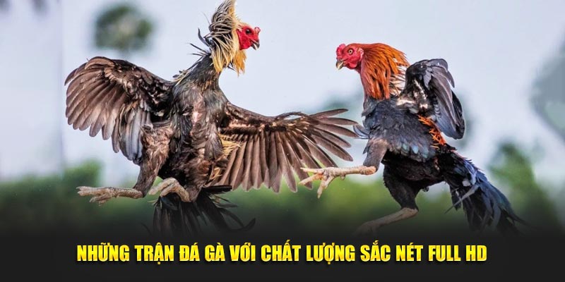 Những trận đá gà cựa sắt với chất lượng sắc nét full HD