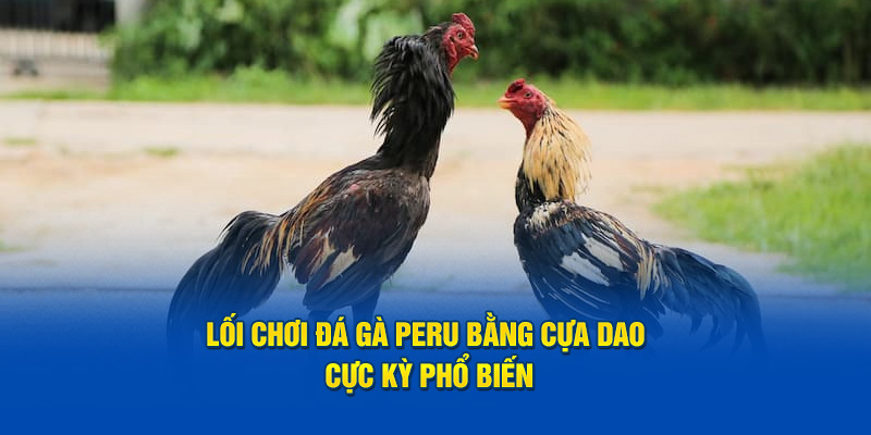 Lối chơi đá gà Peru bằng cựa dao cực kỳ phổ biến