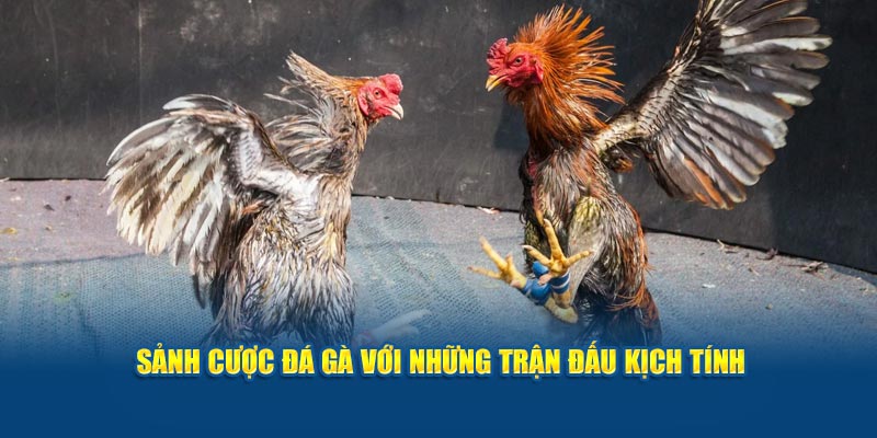 Sảnh cược đá gà đem đến giây phút khi trải nghiệm trận đấu kịch tính