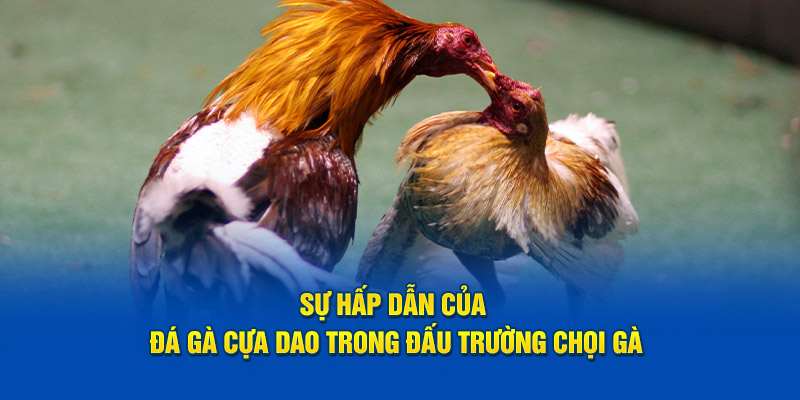 Sự hấp dẫn của đá gà cựa dao trong đấu trường chọi gà